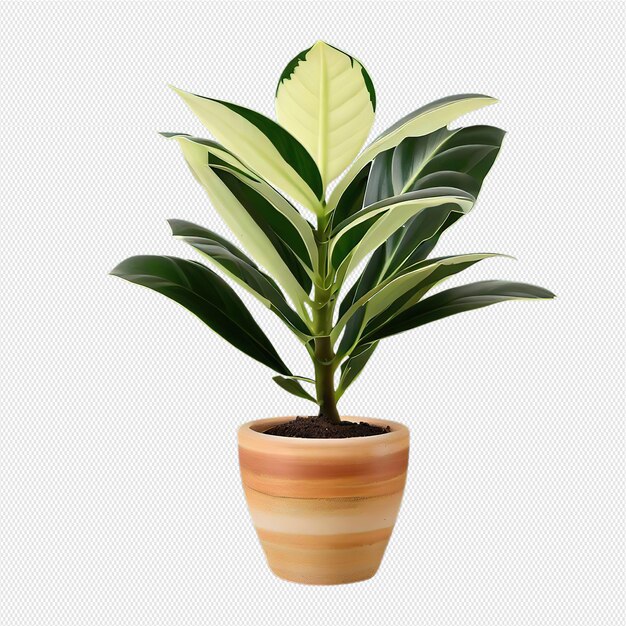 PSD planta png