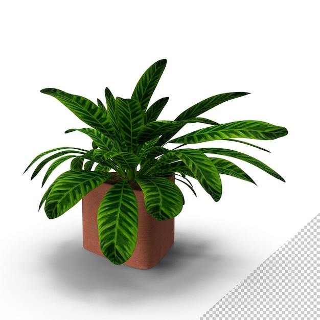Planta PNG