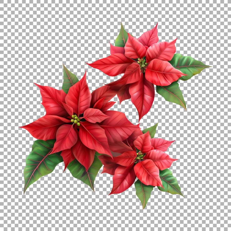 PSD planta de poinsettia en un fondo transparente generada por ai