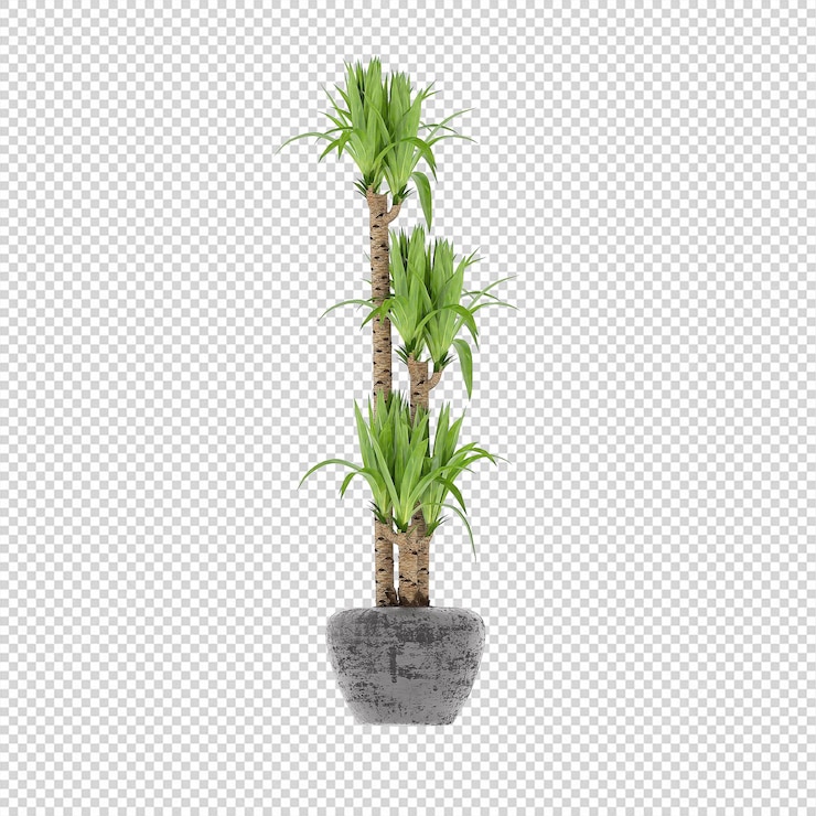 Planta PSD, Planta PNG, Descargar Planta Fondo Transparente