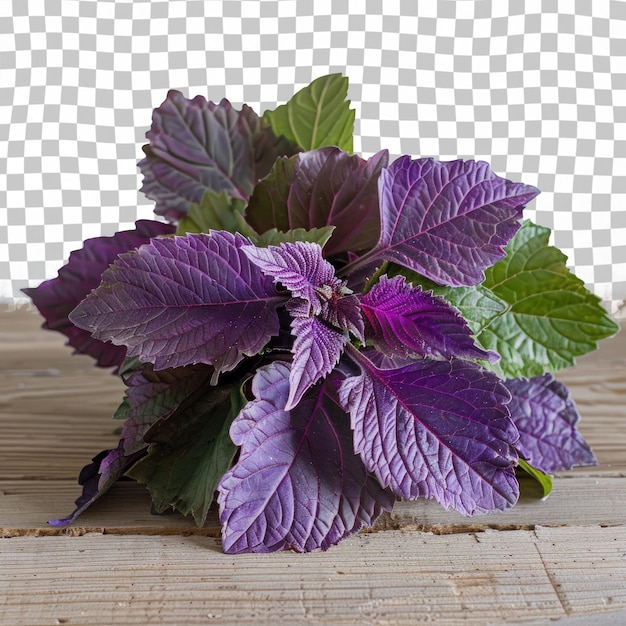 PSD una planta púrpura con hojas púrpuras en una mesa de madera