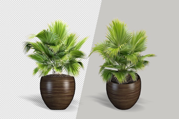 Planta realista en maceta aislado render 3d