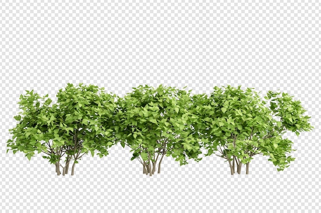 Planta en representación 3d aislada