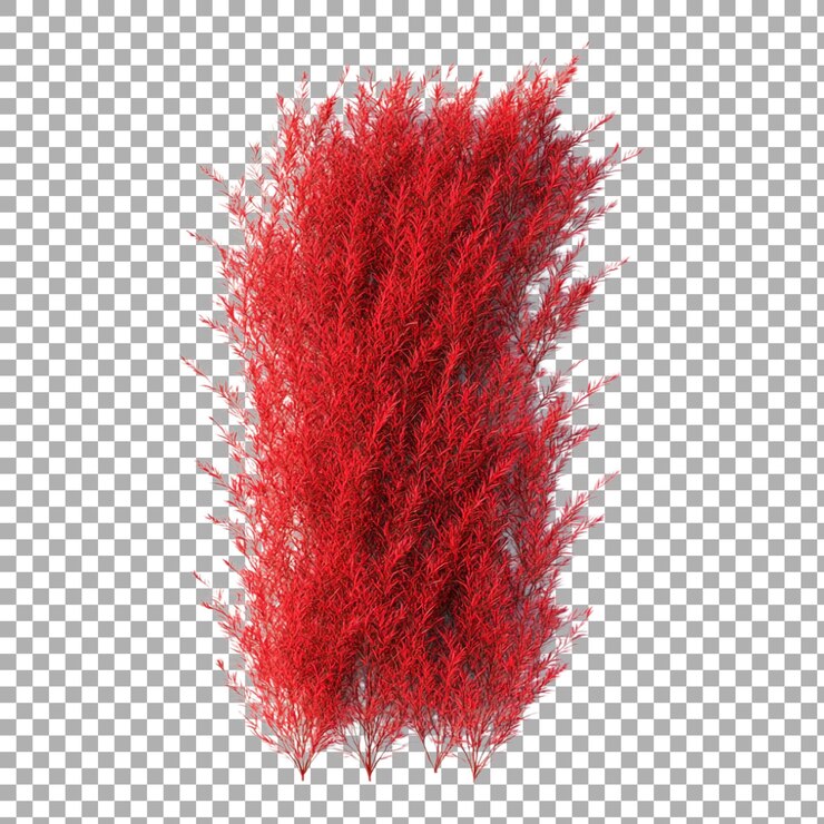 PSD una planta roja con flores rojas en un fondo transparente