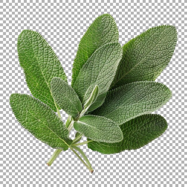 Planta de salvia común en un fondo transparente generada por Ai