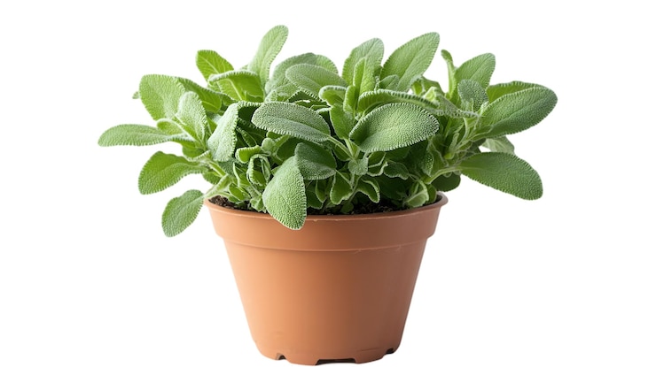 PSD planta de salvia en maceta