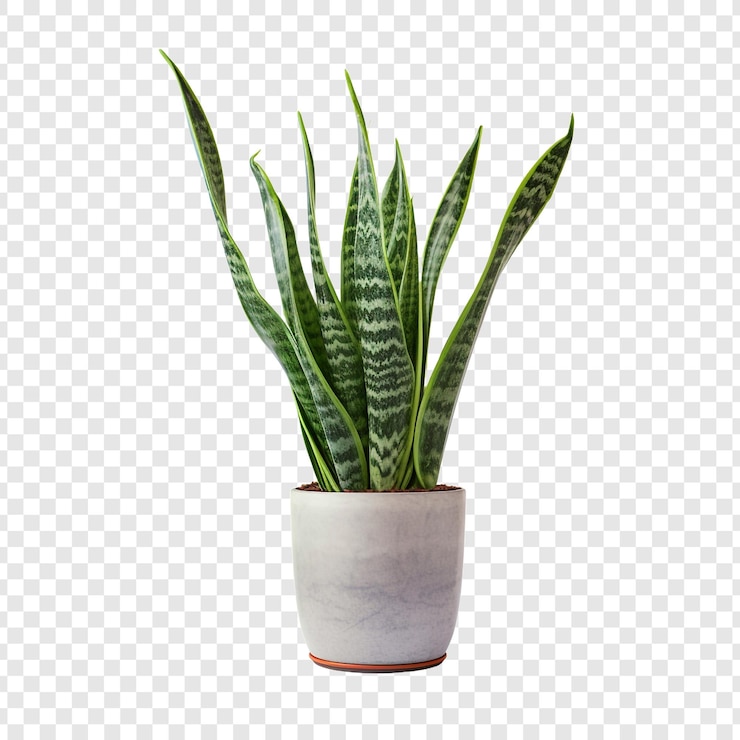 PSD planta de serpiente sansevieria trifasciata png aislada sobre un fondo transparente
