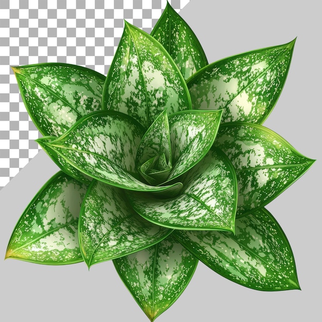 Una planta de serpiente variada verde y blanca vibrante con múltiples hojas que muestran sus patrones únicos de manchas amarillas claras en el follaje verde esmeralda profundo aislado en un fondo transparente