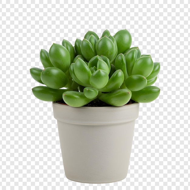 Planta suculenta en una olla de cerámica