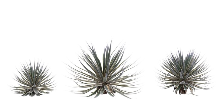 PSD la planta de tequilana de agave de la selva china forma un recorte en 3d
