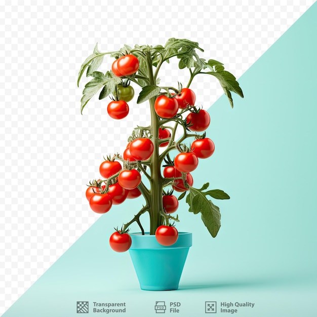 PSD planta de tomate cherry aislada