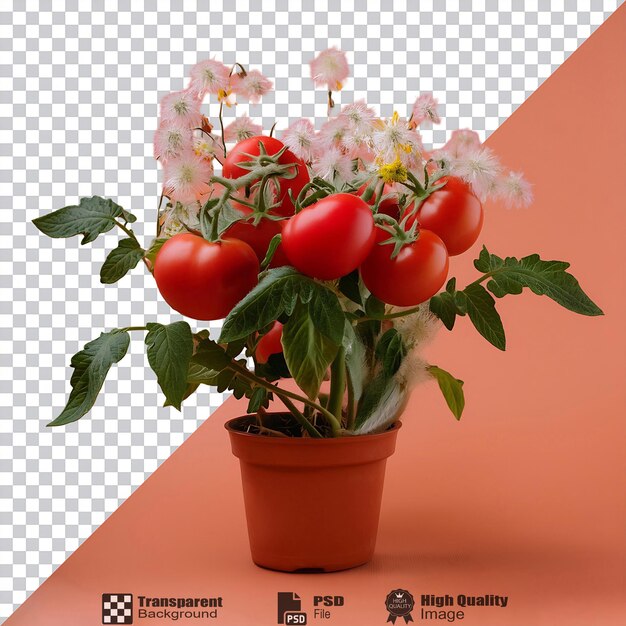 Planta de tomate con frutas y flores aisladas