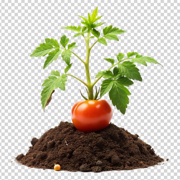 Planta de tomate con suelo Con fondo blanco aislado