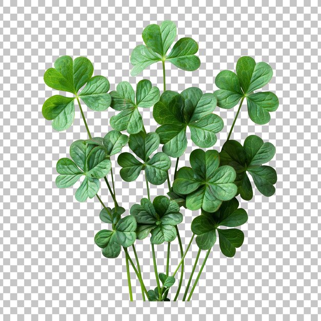 PSD la planta de trébol de la flor de shamrock para el día de san patricio aislada sobre un fondo transparente