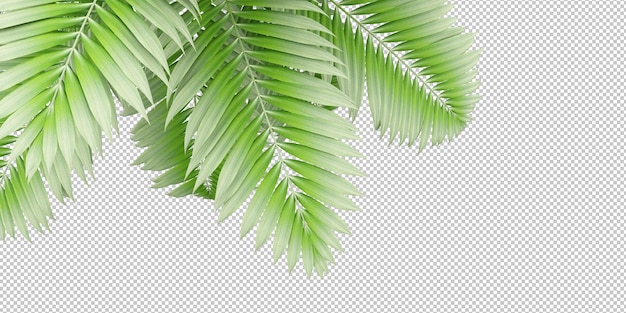 Planta tropical aislada y palma de coco sobre fondo transparente.