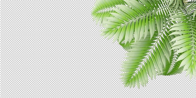 Planta tropical aislada y palma de coco sobre fondo transparente.
