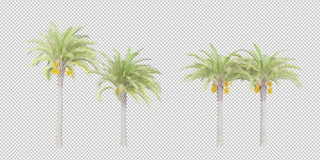 Planta tropical aislada y palma de coco sobre fondo transparente.