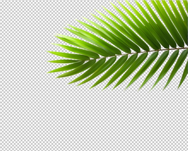 Planta tropical aislada y palma de coco sobre fondo transparente.