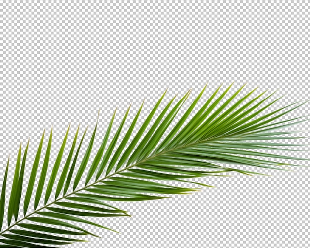 Planta tropical aislada y palma de coco sobre fondo transparente.