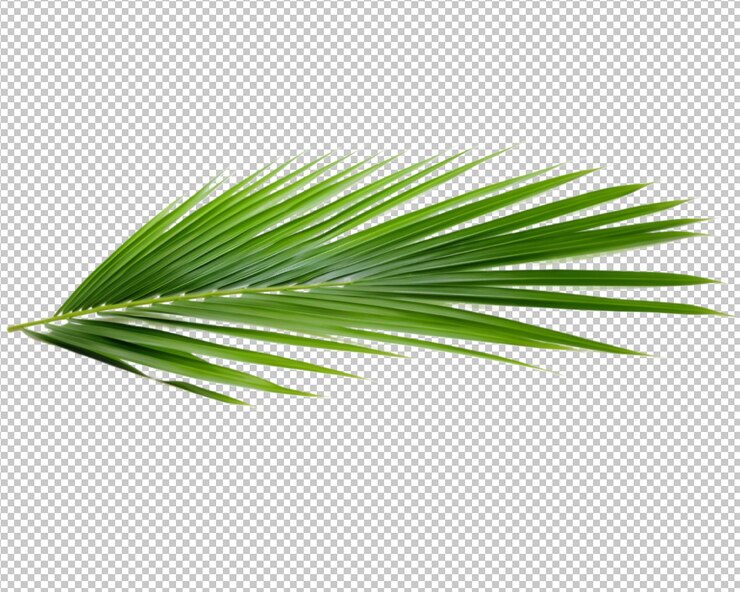 PSD planta tropical aislada y palma de coco sobre fondo transparente.