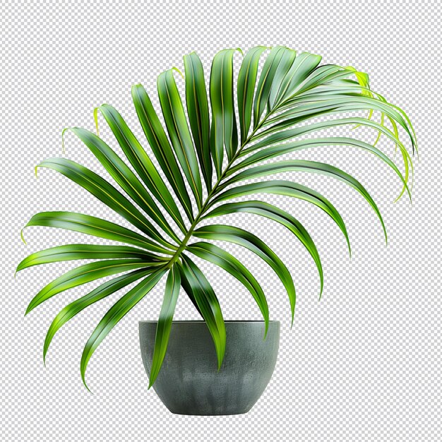 PSD planta tropical aislada