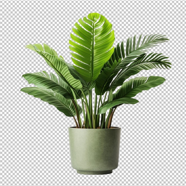 Planta tropical em vaso