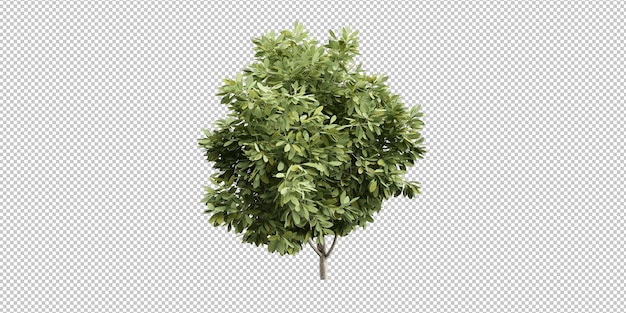 planta tropical isolada e coqueiro em fundo transparente