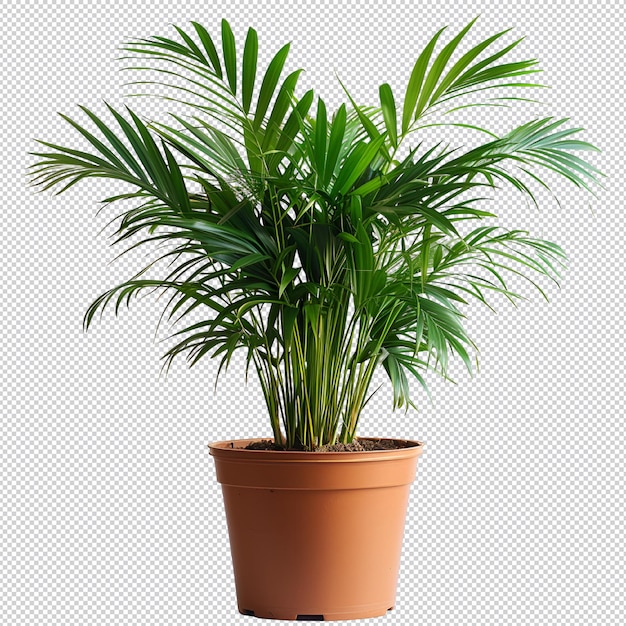 PSD planta tropical isolada