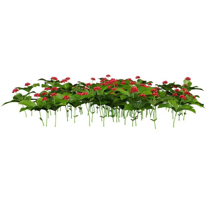 PSD una planta verde cornuscanadensis con flores rojas y la palabra pom en ella