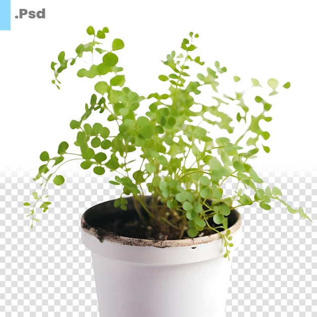 Planta verde em uma panela isolada no fundo branco studio shot psd template