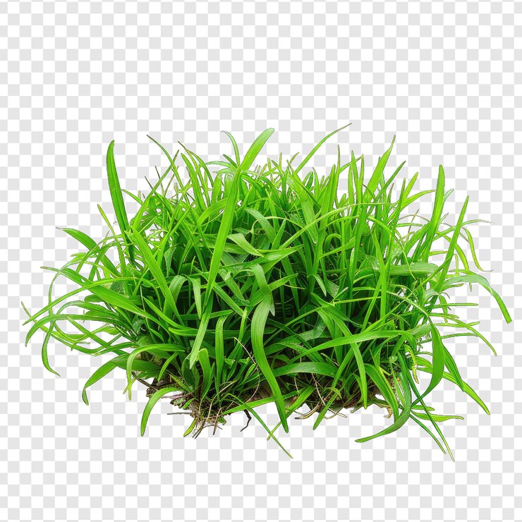 PSD una planta verde está creciendo en un fondo blanco png