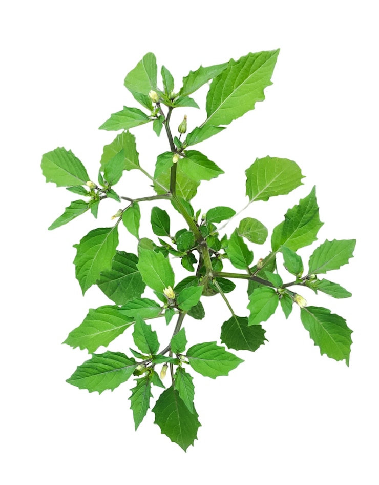 PSD una planta verde con un fondo blanco que dice quot primavera quot
