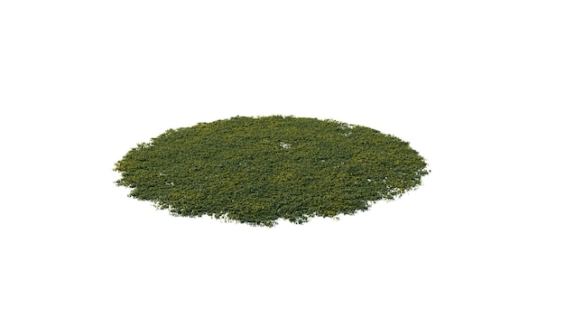 una planta verde con un fondo blanco