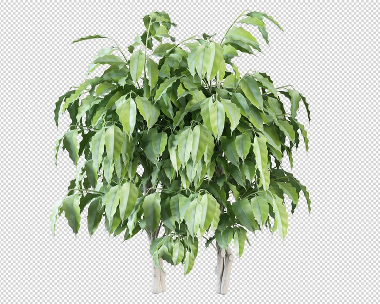 Una planta verde con fondo blanco.