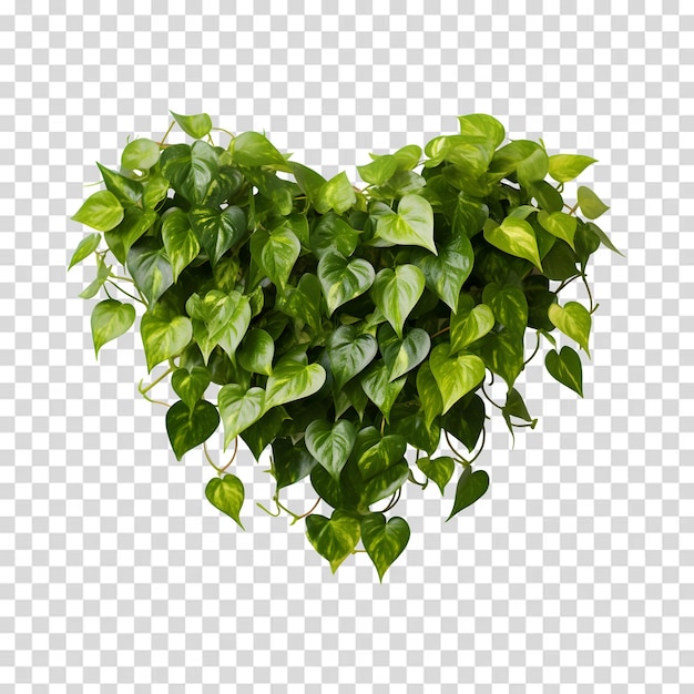 Planta verde en forma de corazón