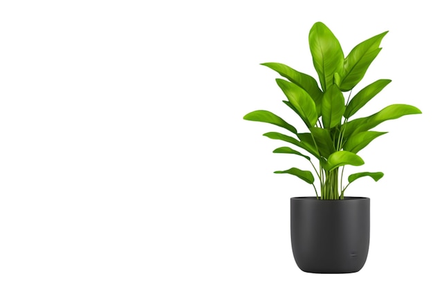 Planta verde moderna em vaso preto Perfeita para decoração de casa e escritório