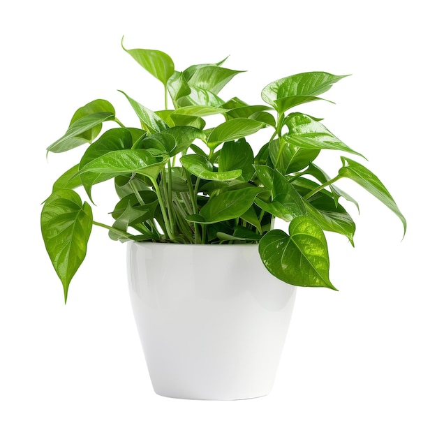 PSD planta verde en una olla blanca