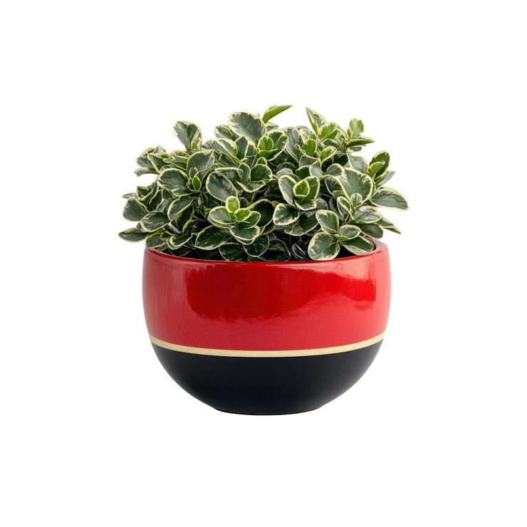 PSD planta verde en una olla roja y negra