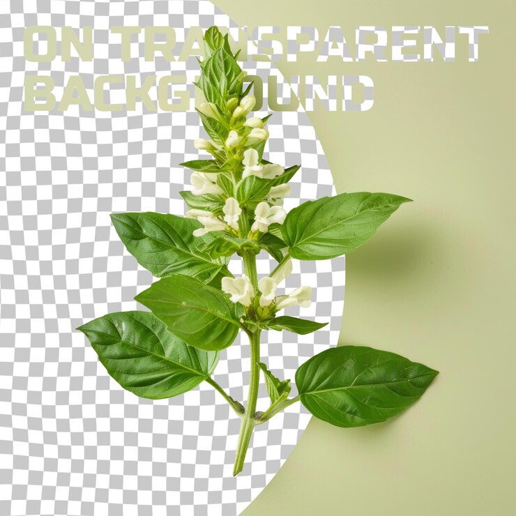 PSD una planta verde con las palabras tinte natural en ella