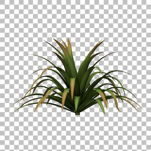 planta de yuca