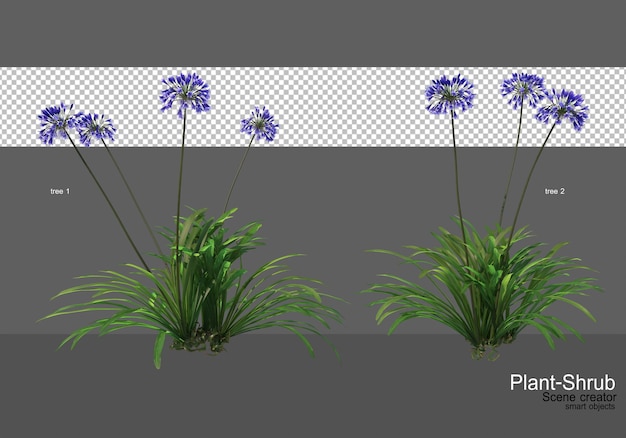 planta