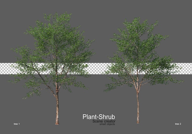 planta