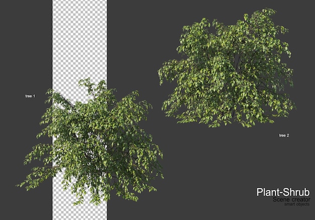 Plantação