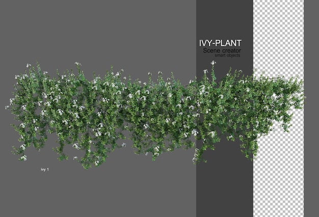 plantar