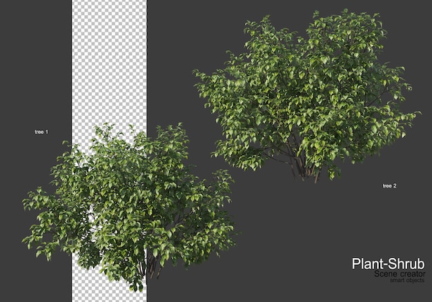 plantar