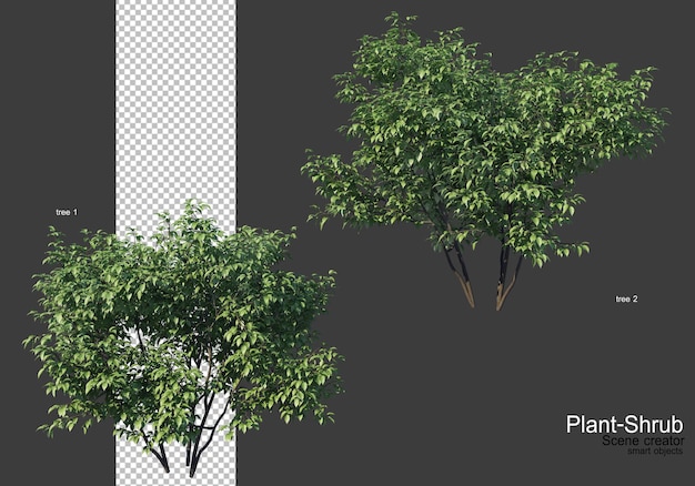 plantar