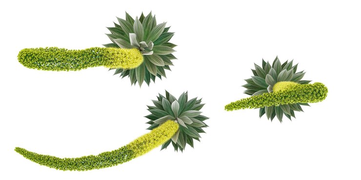 PSD plantas de agave attenuata aisladas sobre un fondo blanco desde la vista superior
