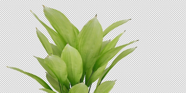 plantas aisladas y hojas tropicales sobre fondo transparente