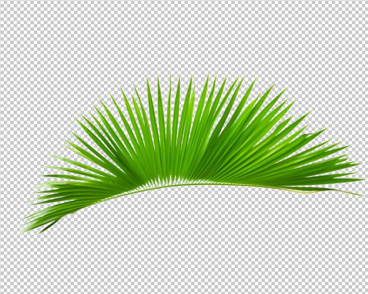 PSD plantas aisladas y hojas tropicales sobre fondo transparente