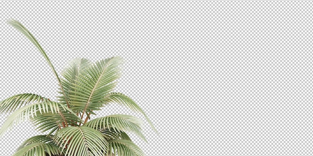 plantas aisladas y hojas tropicales sobre fondo transparente